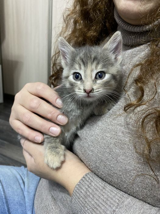 Котёнок девочка в добрые руки