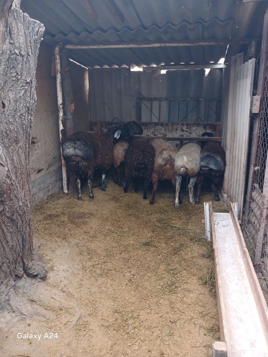 Продам Кочкаров откормленых