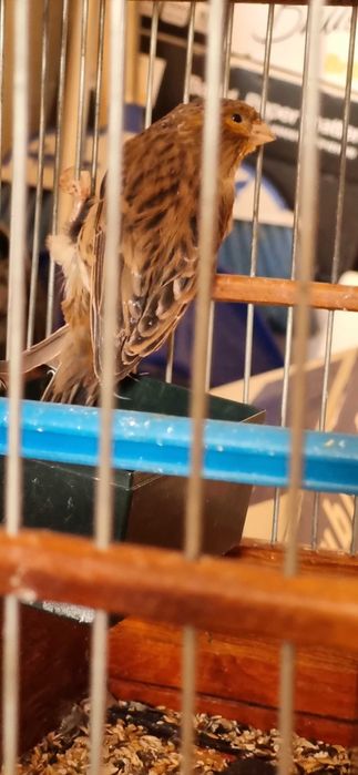 Канарейка, самец 7 мес, красное дерево от привозных, начал петь