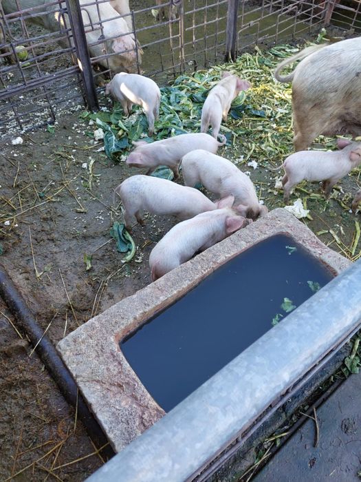 ПРОДАВАМ малки прасенца!!!