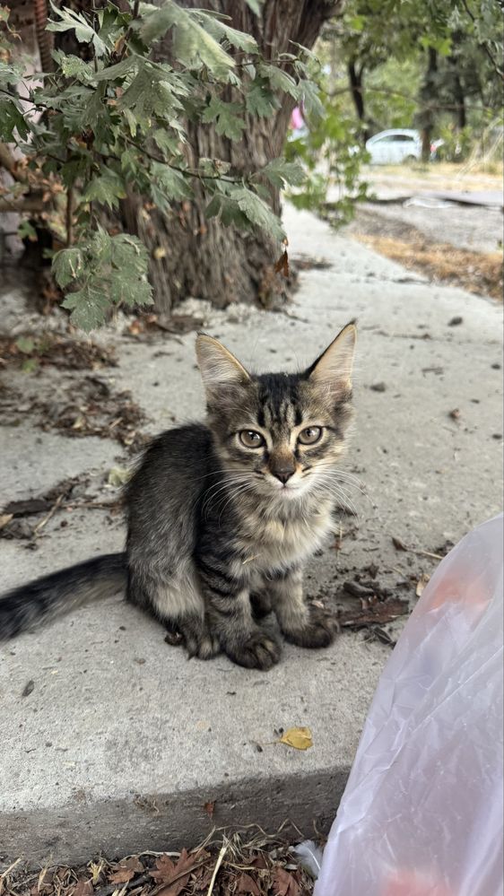 Котята ищут дом, отдам в добрые руки бесплатно