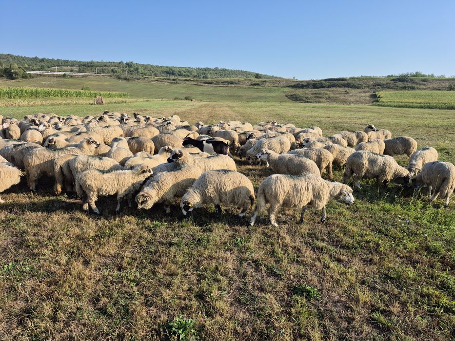 de vanzare oi si miei