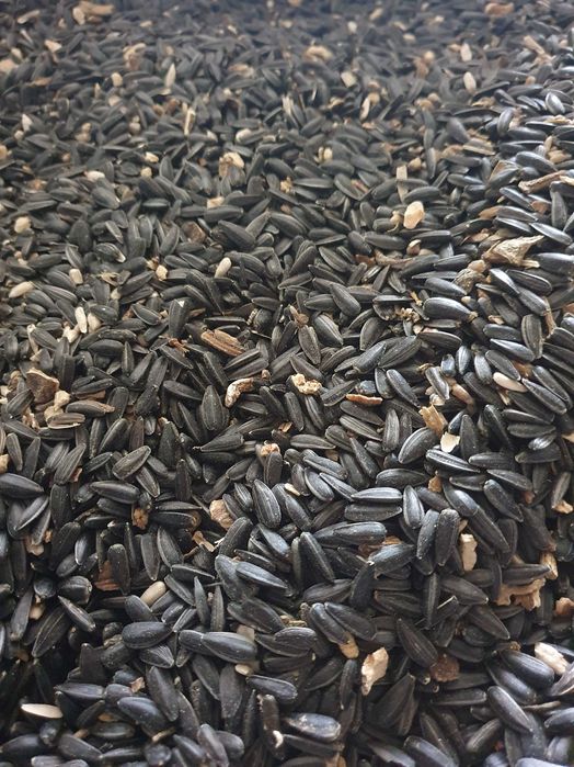 Floarea soarelui,ovaz,grau,orzoaica