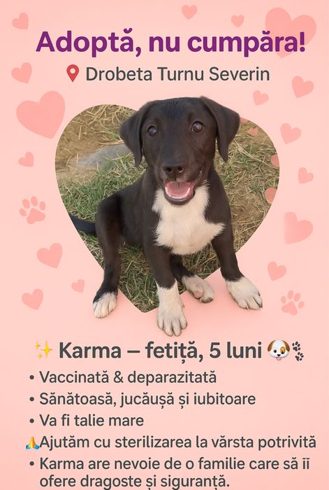 Pentru adoptie gartis catei superbi