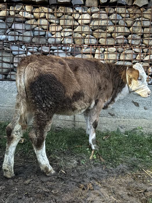 Vitea baltata de 4 luni