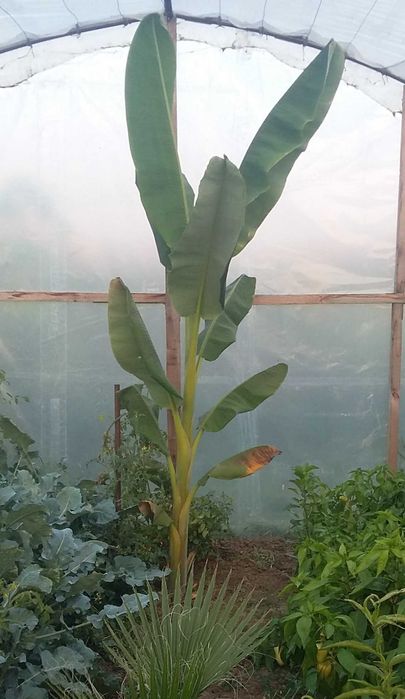 Bananier fructifer musa acuminata - Dwarf cavendish