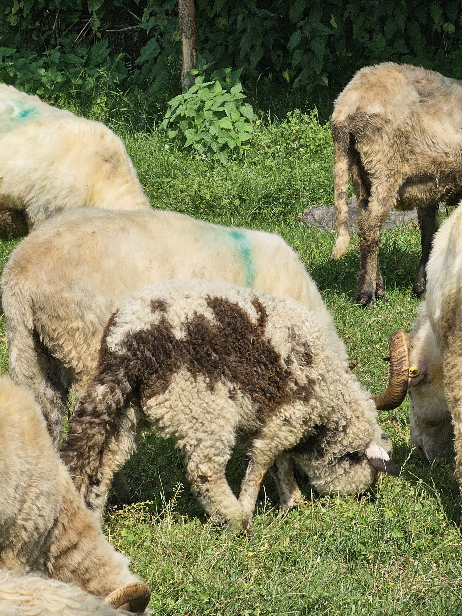 Vând miei intre 20 si 35 de kg