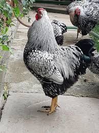 Vând cocosi  rasa Wyandotte , Brahma , de 11 luni . Deparazitati .