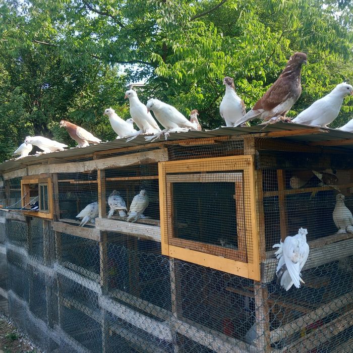 Porumbei uriasi maghiari tineret 2025