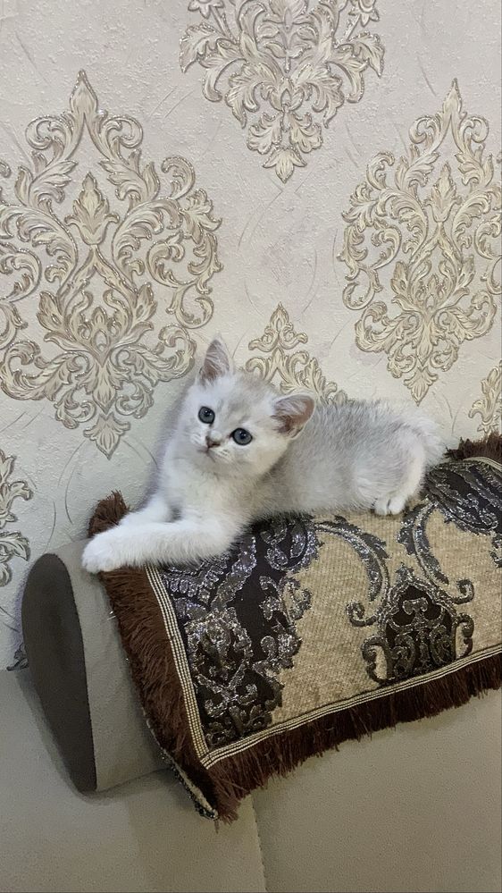 Чыстокровные котята шиншилла