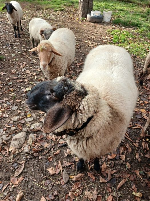 Vând berbec Carabas de aprox.2ani