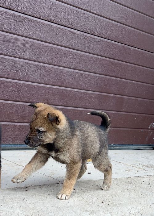 Күшік тегін / щенок