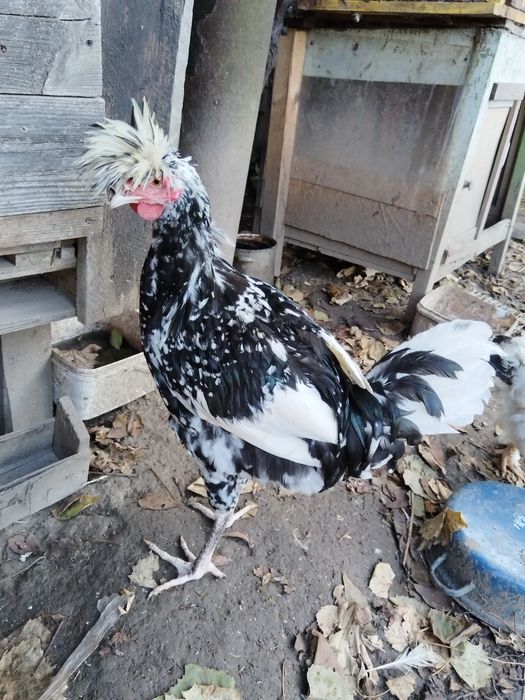 Sandjak 2 găini și 2 cocosi