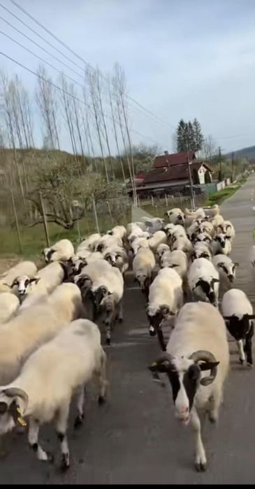 Vând miele,breze și oacheșe