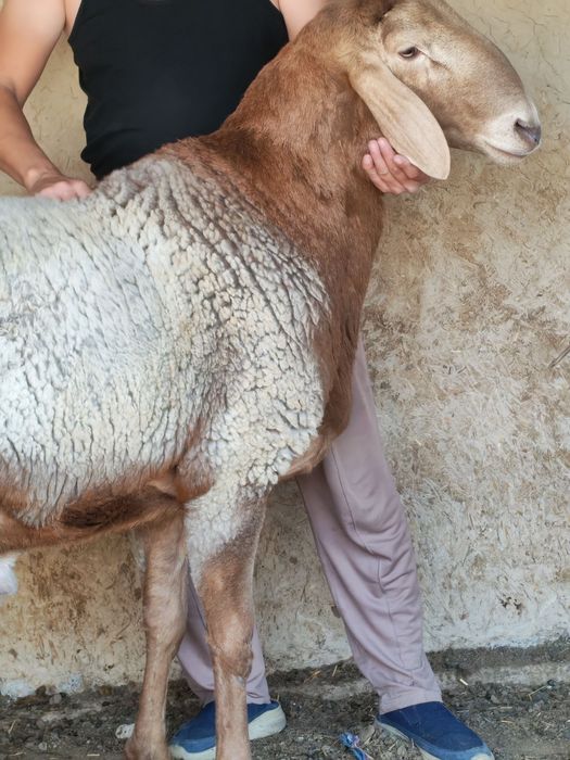 Кучкор сотилади 4тишга утган