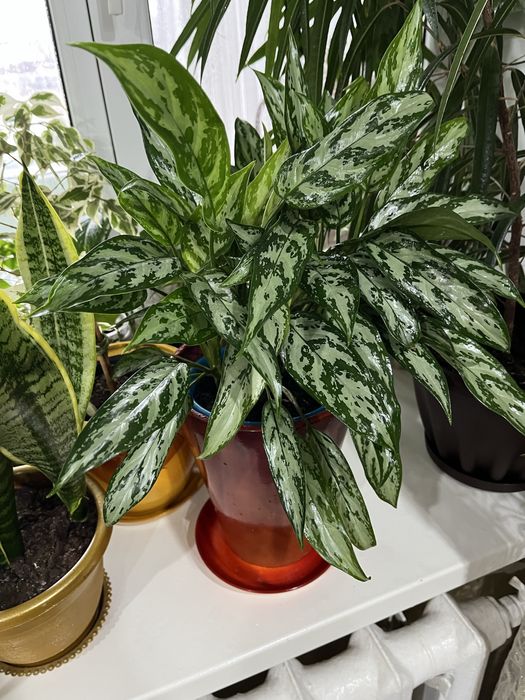 комнатные растения