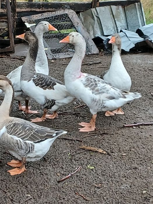 Gaste mari și grase