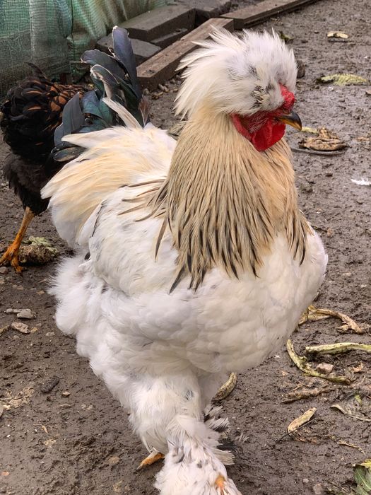 vând cocoși tineret