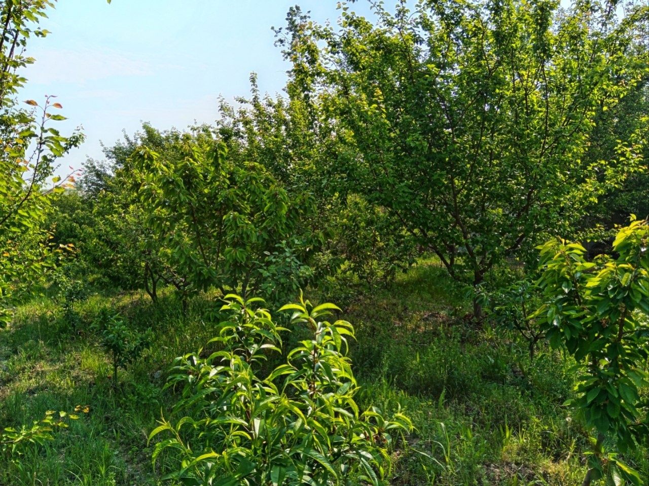 Dacha dakumentlari joyida ozimizni nomimizda