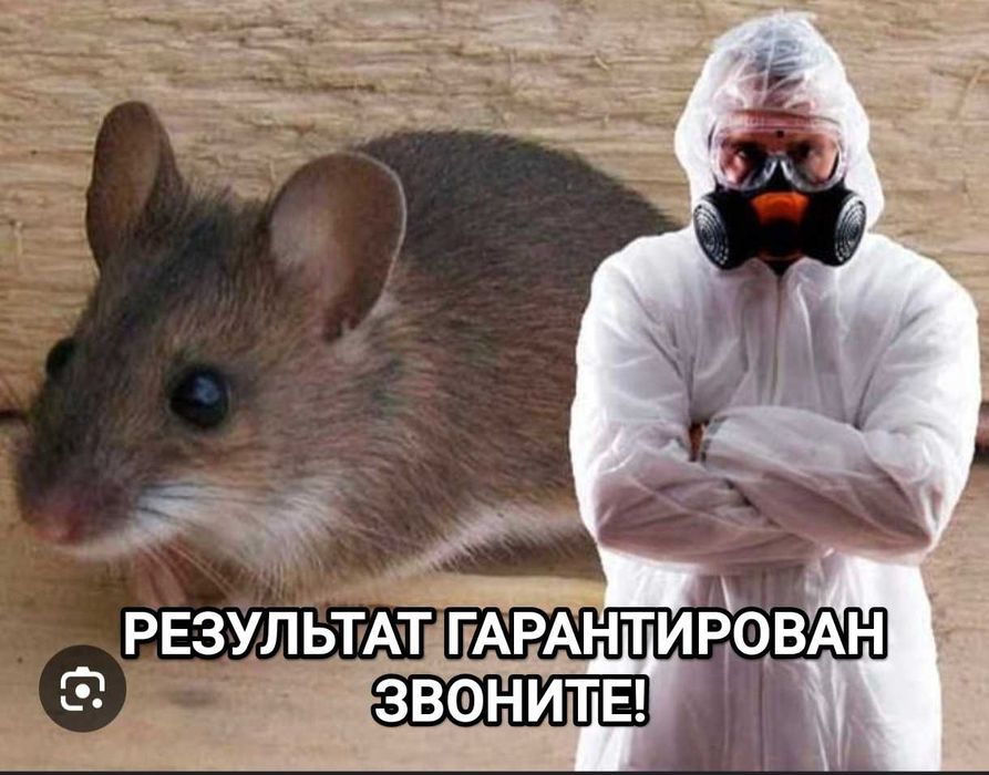 д.е.з.и.н.ф.е.к.ц.и.я бытовая химия отрава  мыши крысы тараканы клопы