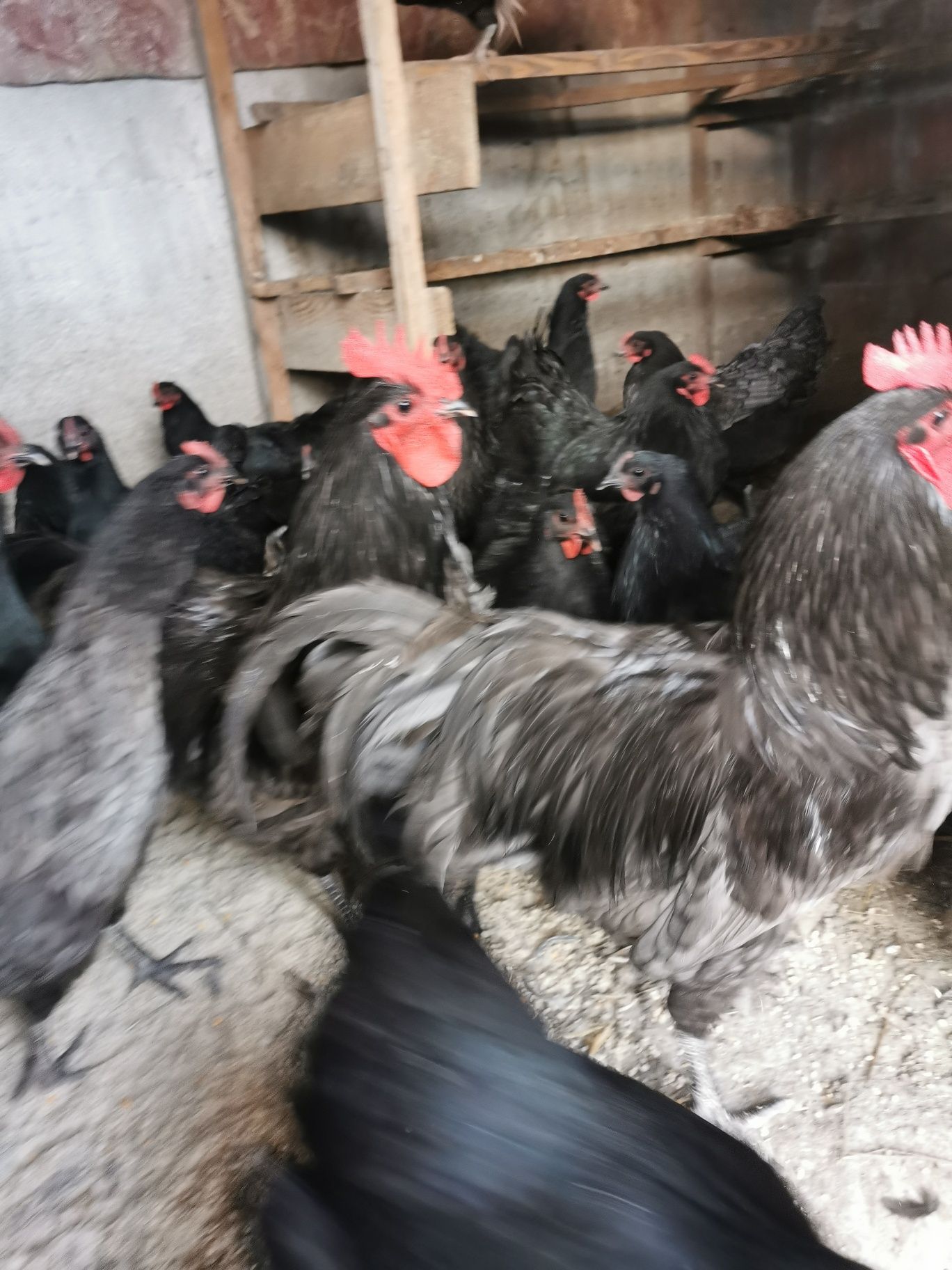 Ouă incubat Australorp negru și albastru