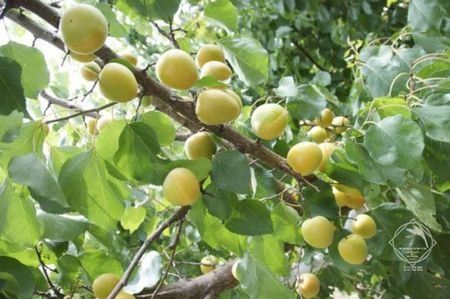 Pomi fructiferi deosebiti  cais alb soiul Merunka