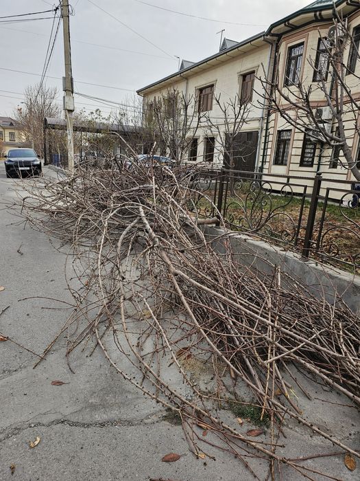 Otin Tekinga beriladi