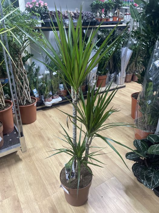 Драцена маргината