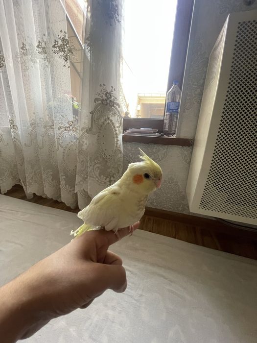 Карело сотилади!