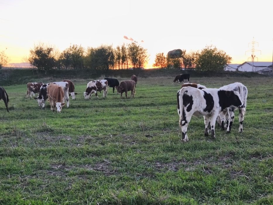 Vând vitei,vitele,juninci