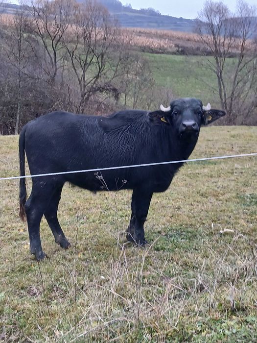 Vând junica de bivol