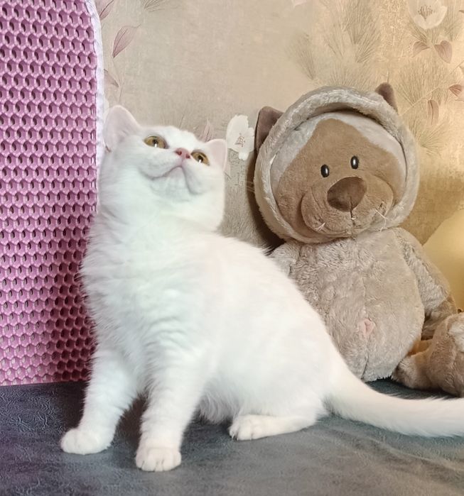 Скотиш страйт, мальчик