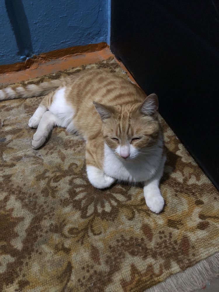 Красивый кот ищет дом
