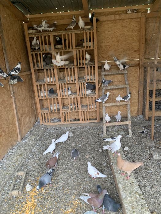 Vand porumbei voiajori