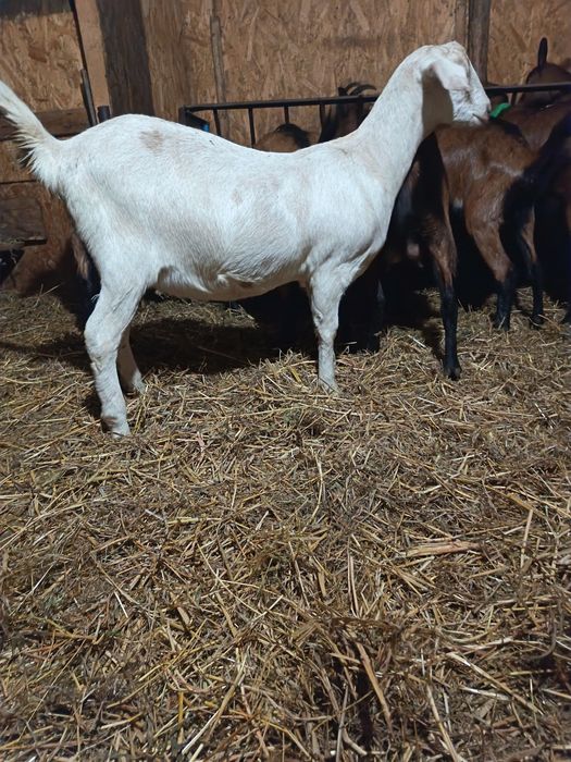 Capra gestanta la prima fatare