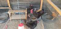 Familie Australorp