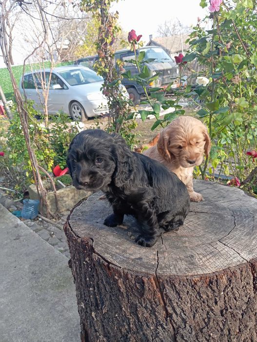 Кученца кокер шпаньол