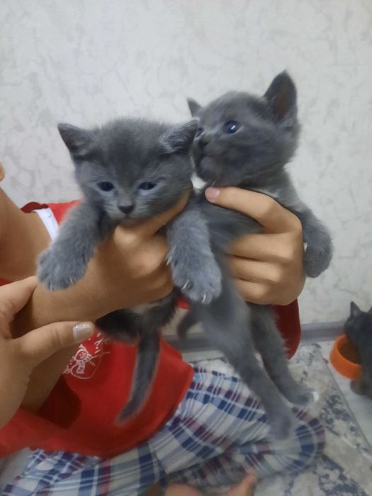 Продаются котята скотиш страйт