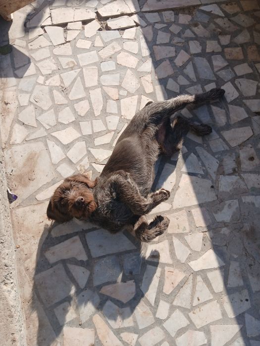 Кучук сотилади. 4 ойлик