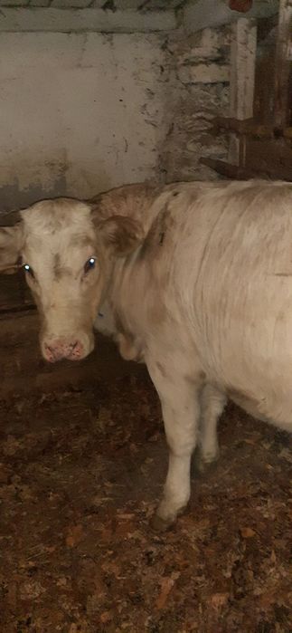 De vânzare vaca cu vitea