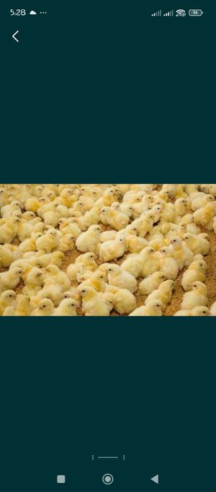 Бройлер Кобб . . .