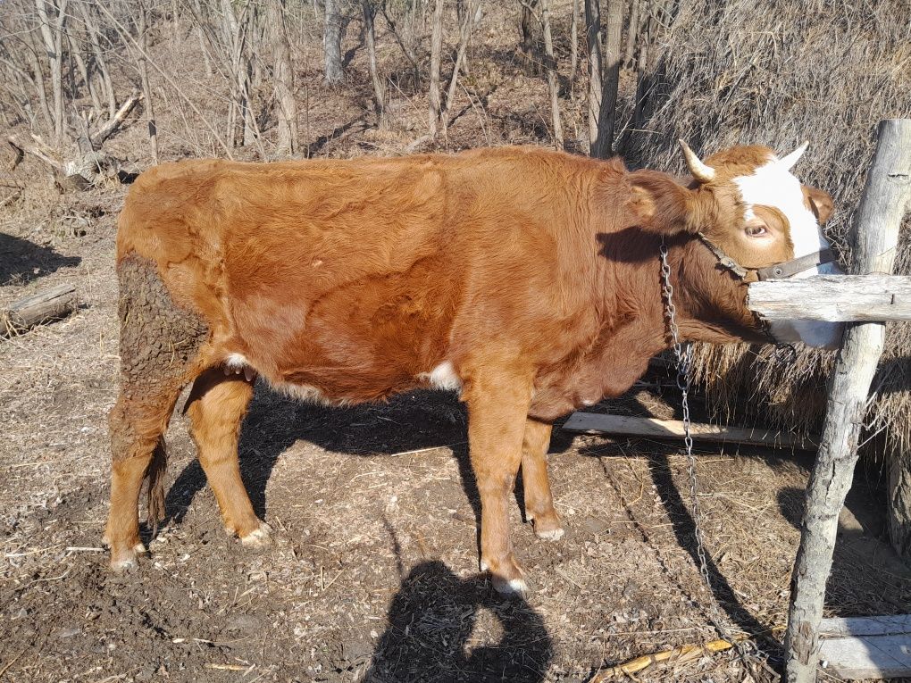 Vand vaca cu vitel in burta