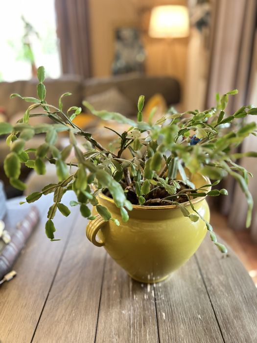 Продам растения комнатные