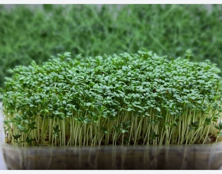 Микрозелень продам