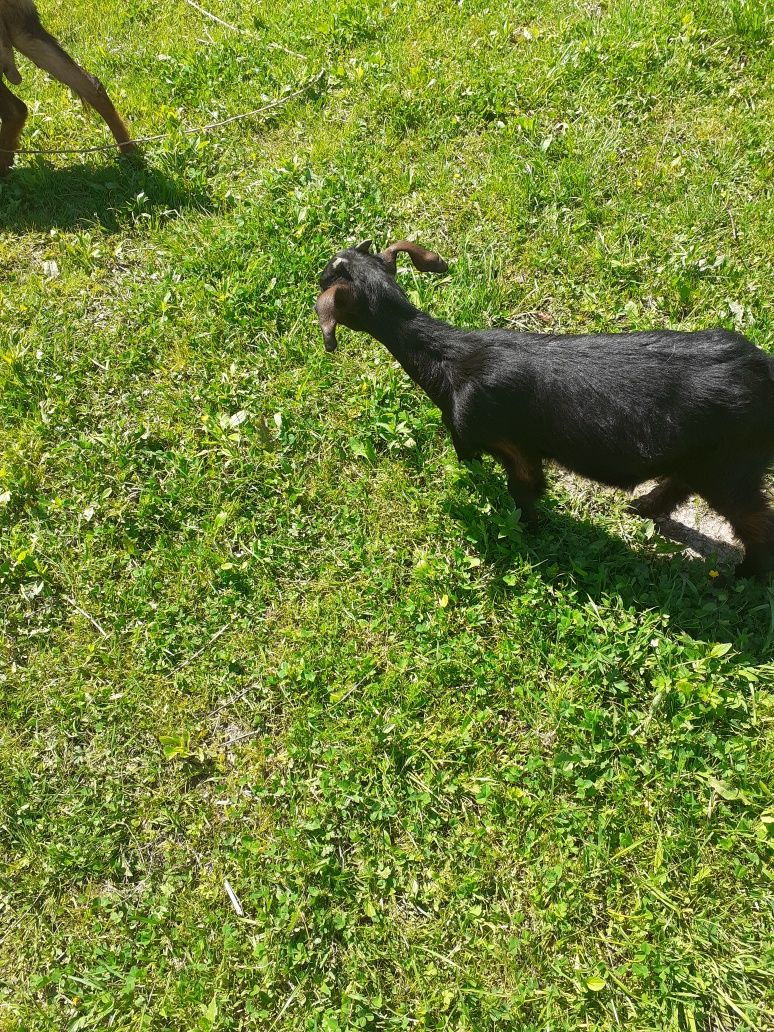 Vând capre la a doua fătare