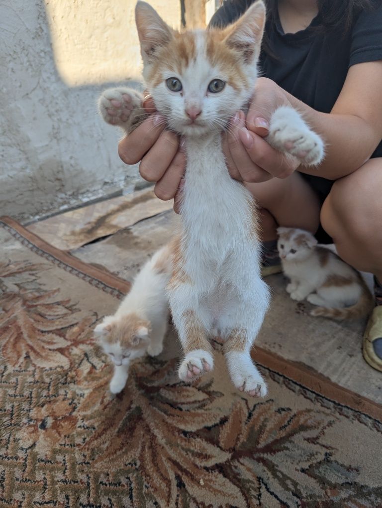 Марғаулар котята