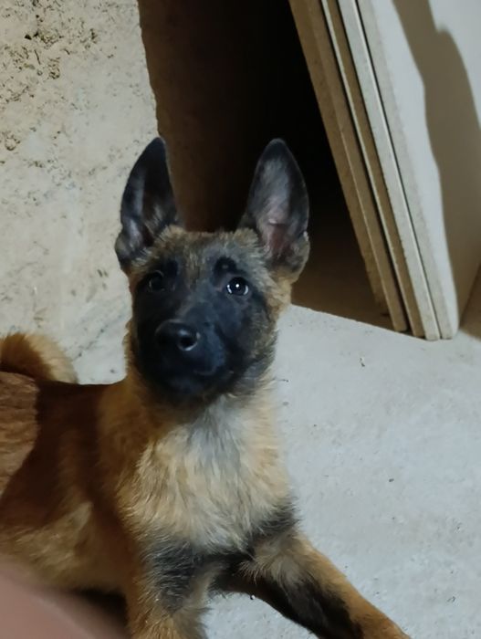 Малиноа сотилади