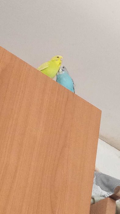 Vand o pereche de Perusi (papagali) cu colivie