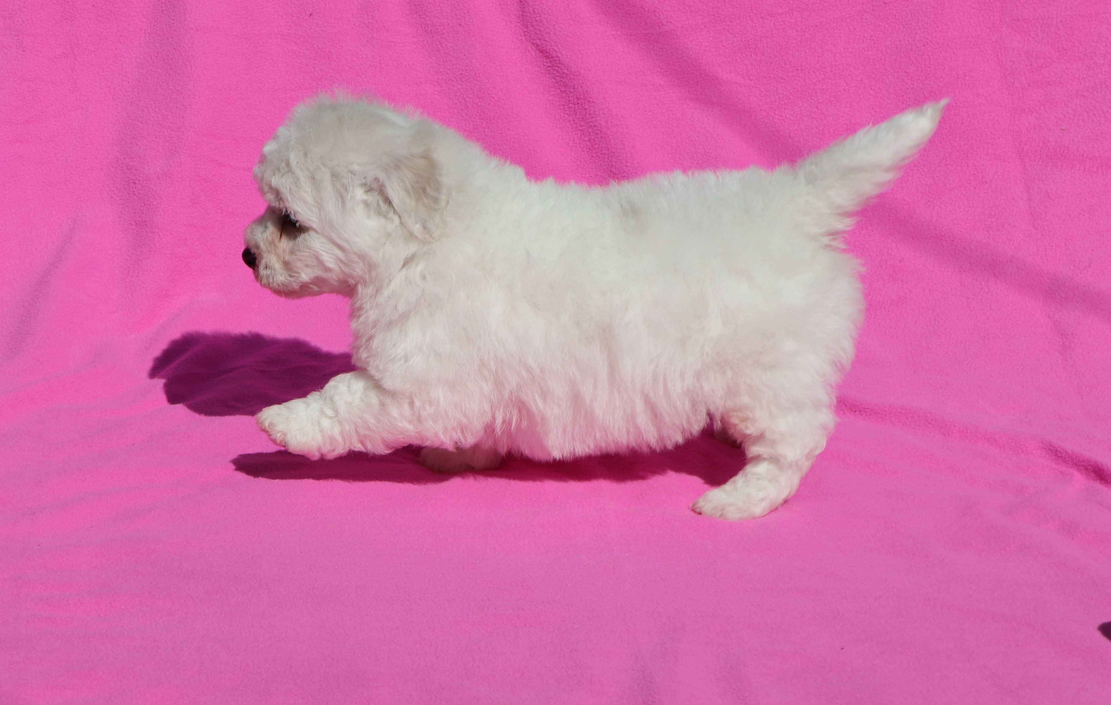 Bichon Fise masc cu pedigree FCI