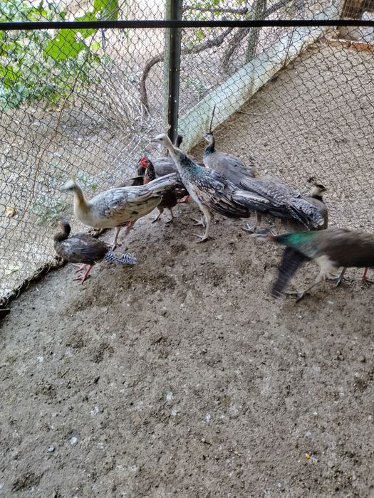 Se dau spre vânzare pui de fazan comuni și pui de fazan  argintiu
